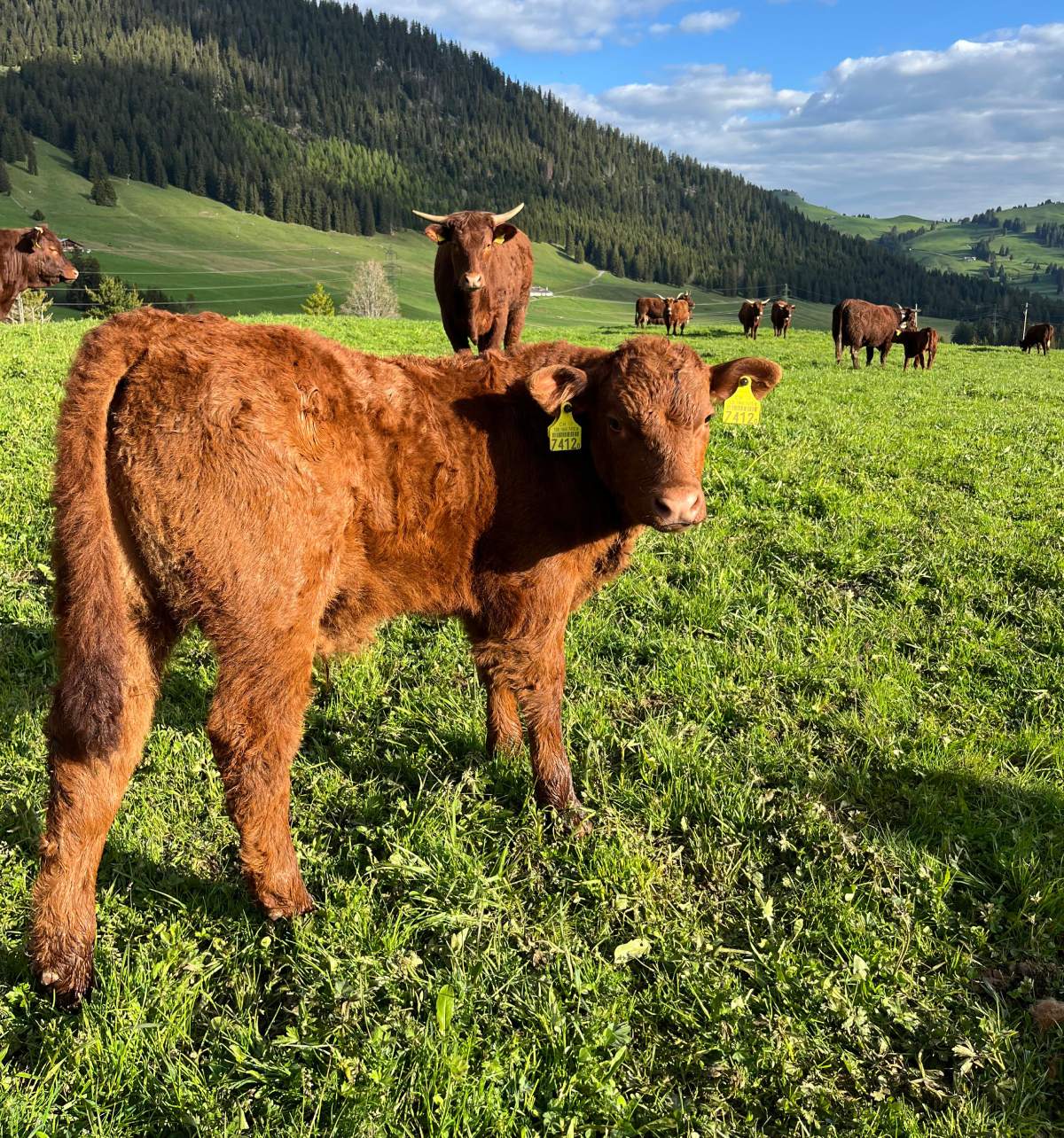 Troupeau salers vaches