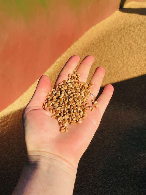 Grains de blé dans une main ouverte, première récolte de la ferme