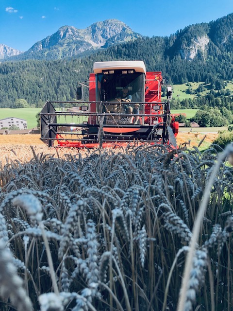 Moissonneuse-batteuse dans un champ de céréales au Pays-d'Enhaut, Alpes vaudoises en arrière-plan
