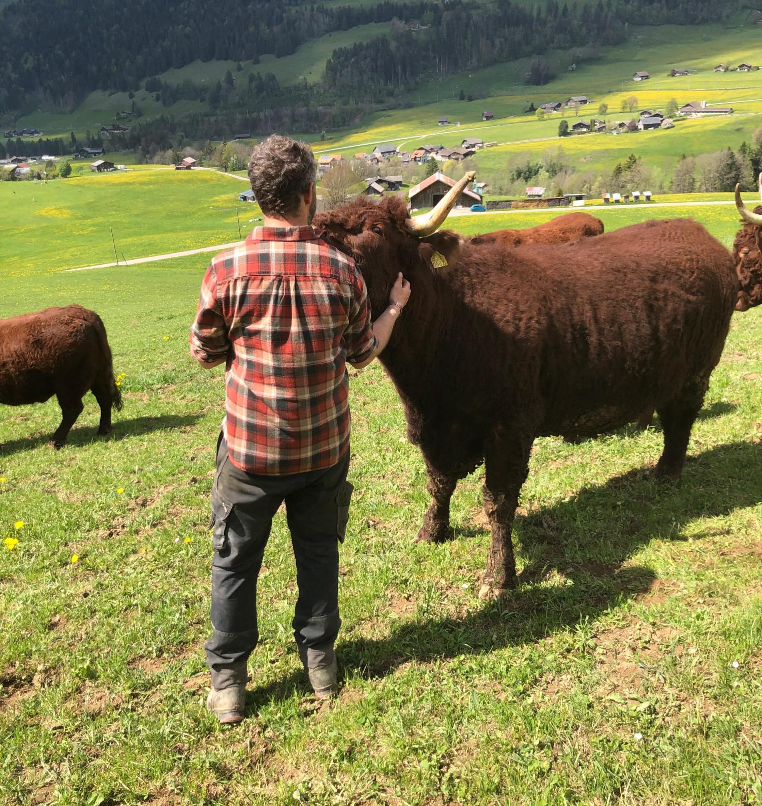 Bannière vaches salers